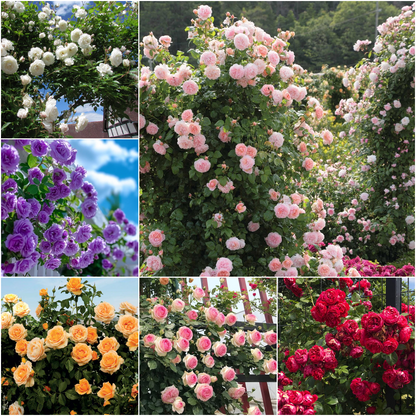 Climbing Rose Seeds🌹