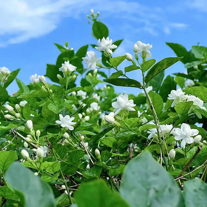 White jasmine flowering outdoors