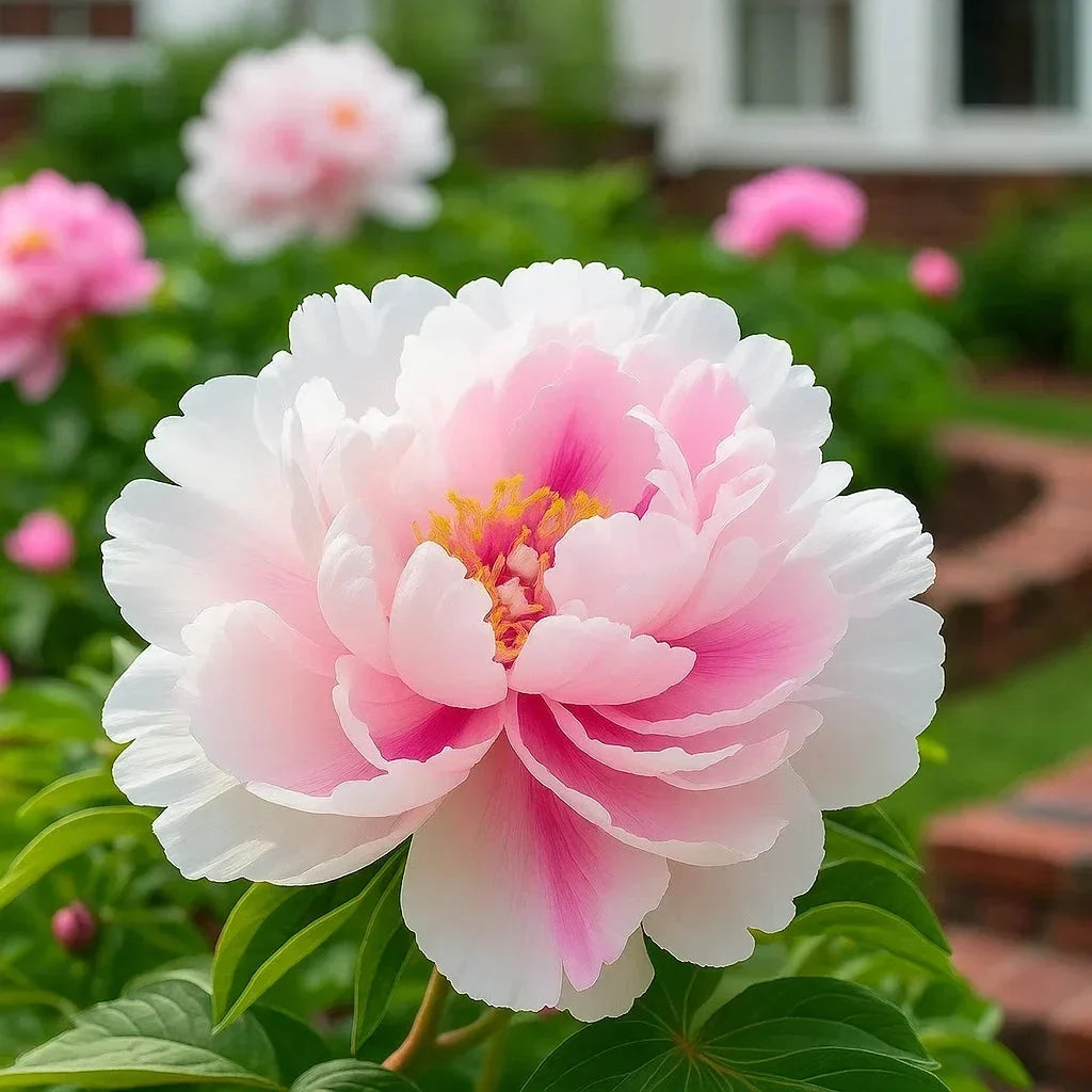 🌺Rare Double Peonies✨ That Bloom Bigger & Brighter🌿 That Bring Every Garden to Life