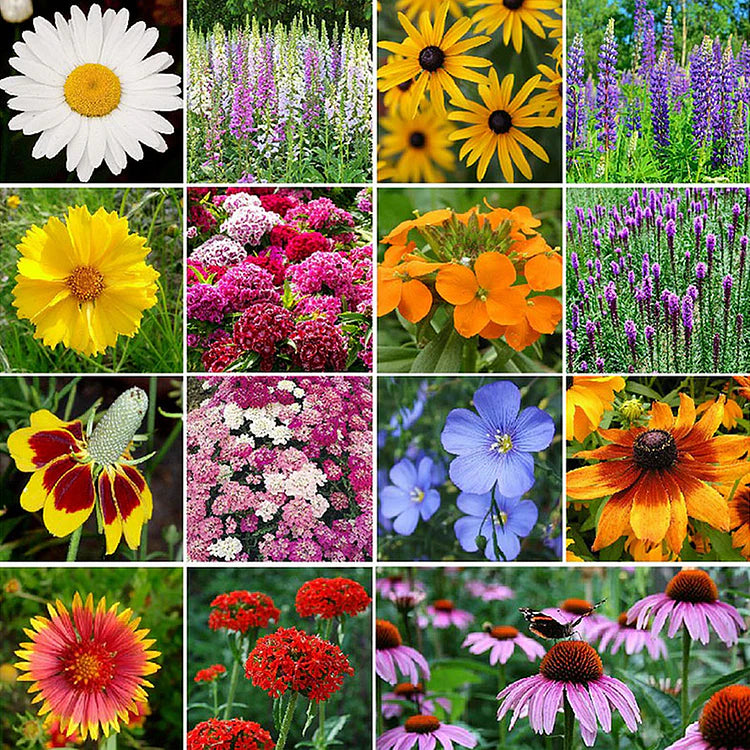 Four Seasons Blooming Mix Flower Seeds