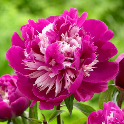 Peony Seeds (Autumn Saw)