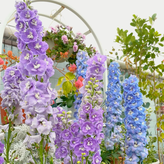 🌼✨Big Flower Delphinium Seeds