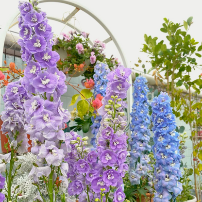 🌼✨Big Flower Delphinium Seeds