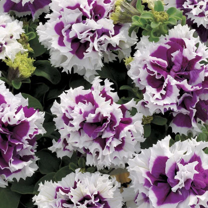 Flowers Seeds Petunia Pirouette Mix F1