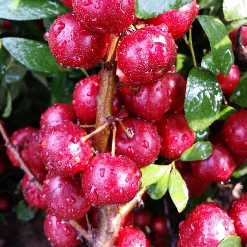 Ruby Calcium Berry Seeds