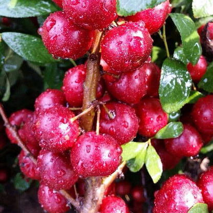 Ruby Calcium Berry Seeds
