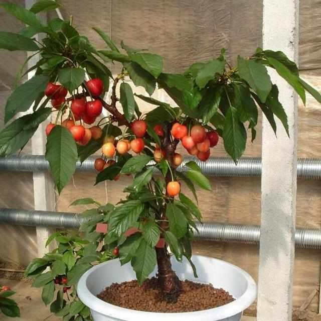 Rainier Cherry Fruit Seeds-Big Fruits, High Yield, Pure Sweetness