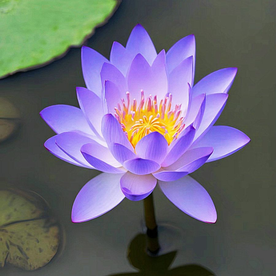 Water Lily Bulbs