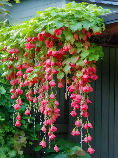 Weeping Begonia Seeds - Malus Halliana