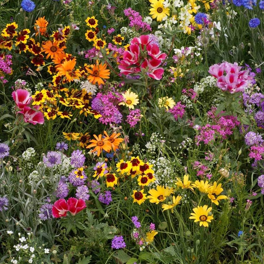 Mixed Perennial Wildflower Seeds with Quick Bloom