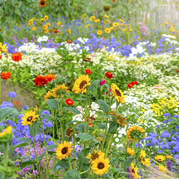 🌱Premium Hardy Mixed Perennial Flowers Seeds | Perfect for Beginners