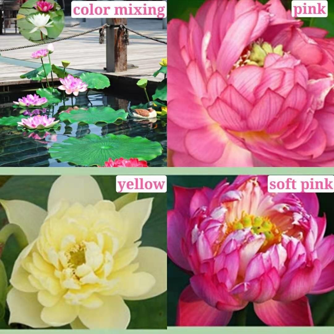 💖💖 The Premium Bonsai Lotus Flower Seeds - Non-GMO Heirloom Water Garden Plant