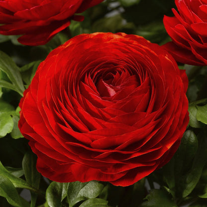 💐 Premium Ranunculus Flower Bulbs – Perfect for Containers or Beds