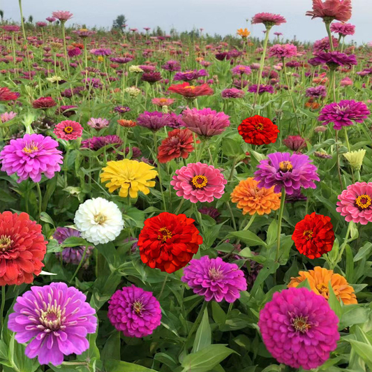 🌸 Fast-growing Blooms All Season - Zinnia Seeds Mix