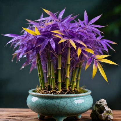 🌿 DreamBamboo Bulbs— Multi-Color Lucky Bamboo Cypress