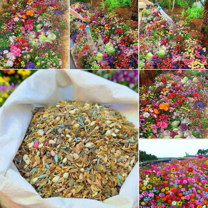 🌱Premium Hardy Mixed Perennial Flowers Seeds | Perfect for Beginners