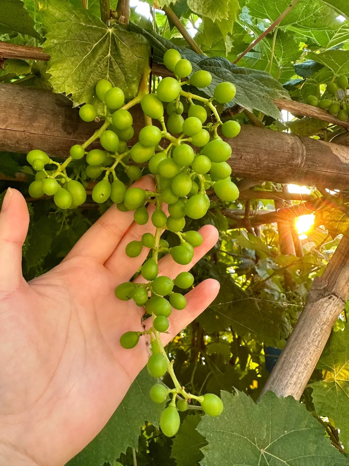 Shine Muscat Tree Seeds-Sunshine Rose Grape