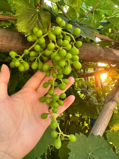 Shine Muscat Tree Seeds-Sunshine Rose Grape