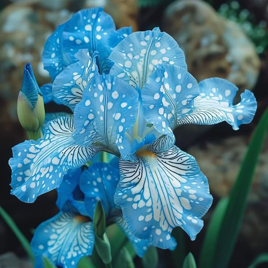 Golden Panther-Rare Iris Bulbs⚜️