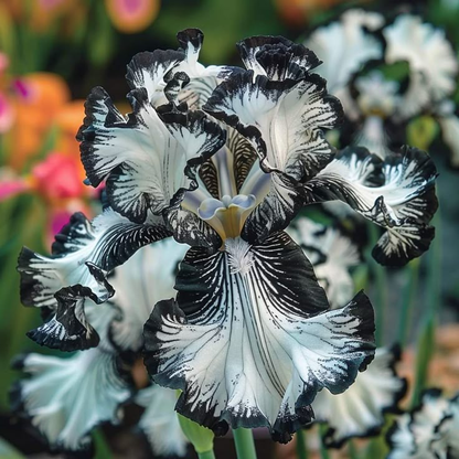 Pearl Mist-Rare Iris Bulbs⚜️