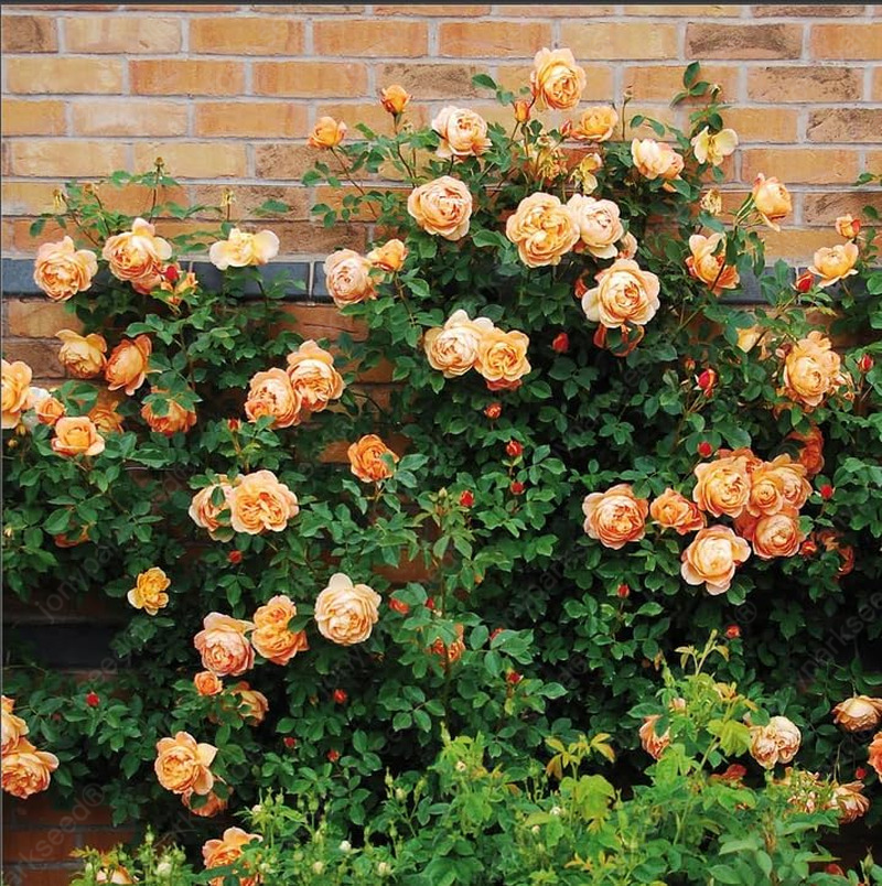 Mix Climbing Rose Seeds for Planting