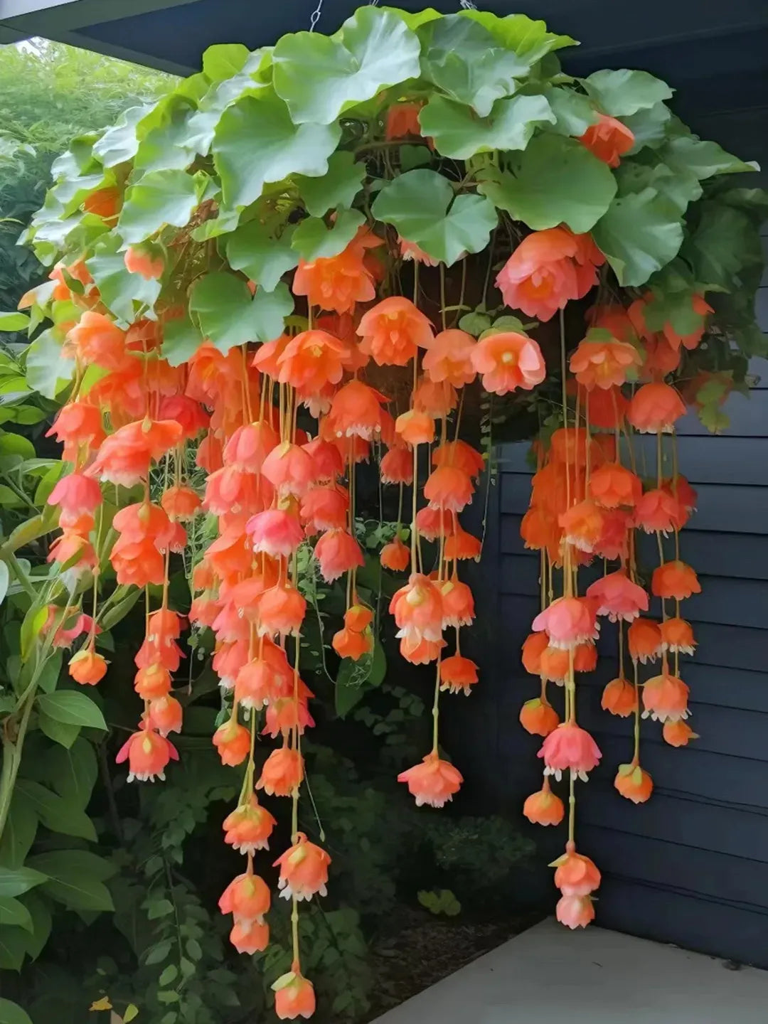 Weeping Begonia Seeds - Malus Halliana