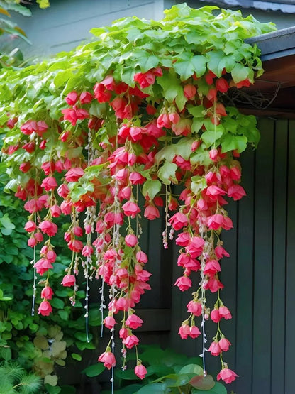 Weeping Begonia – A Cascading Floral Beauty 🌸✨