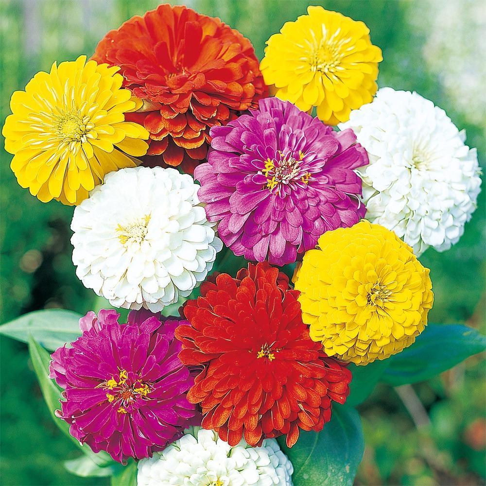 🌸 Fast-growing Blooms All Season - Zinnia Seeds Mix