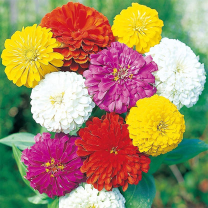 🌸 Fast-growing Blooms All Season - Zinnia Seeds Mix