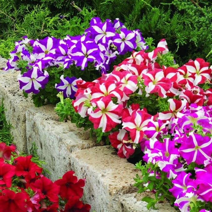 Ultra Star Mixed Hanging Petunia Seeds