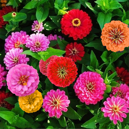 🌸 Fast-growing Blooms All Season - Zinnia Seeds Mix