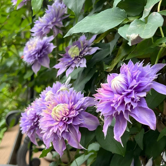 Clematis ‘Crystal Fountain’ Seeds