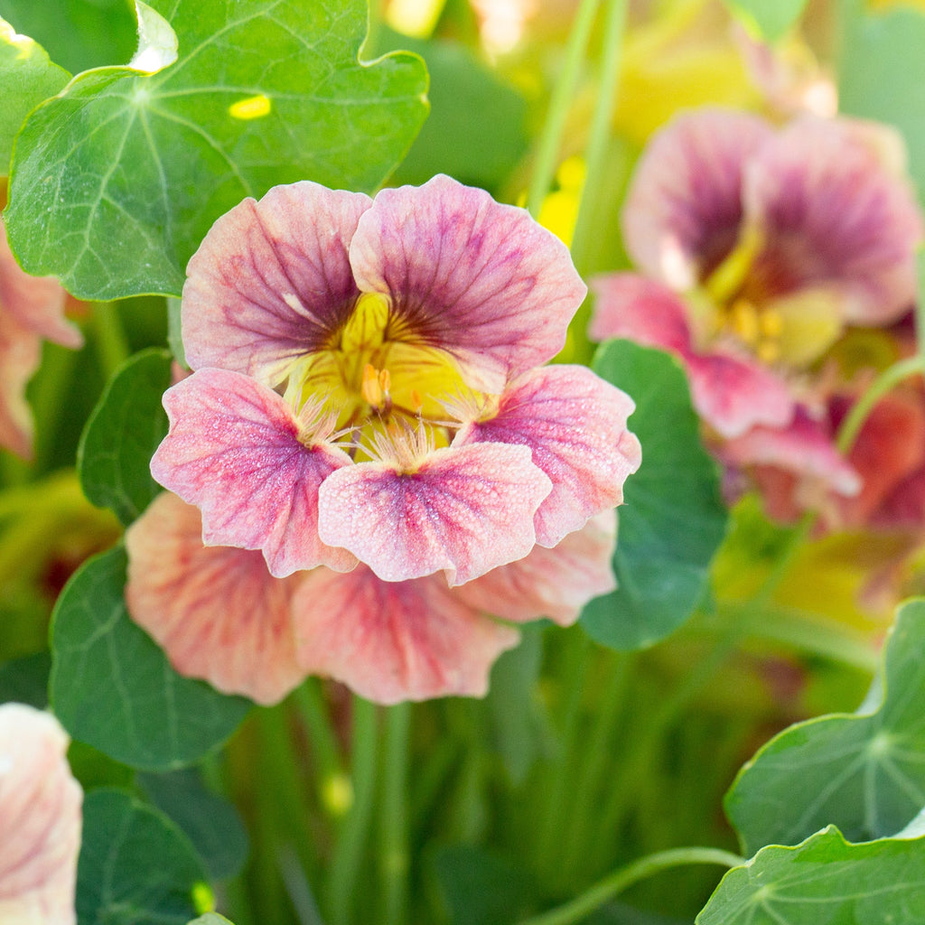 Nasturtium Seeds– Decor Flower for Salads & Garden Color🌼