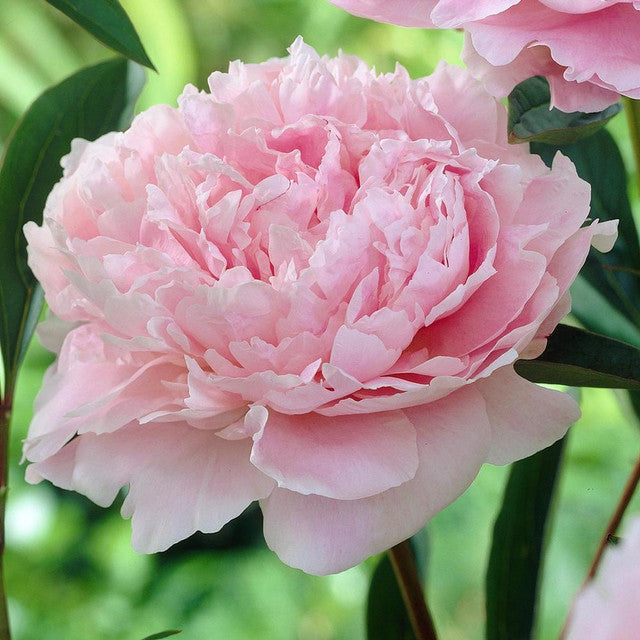 Peony Seeds (Autumn Saw)