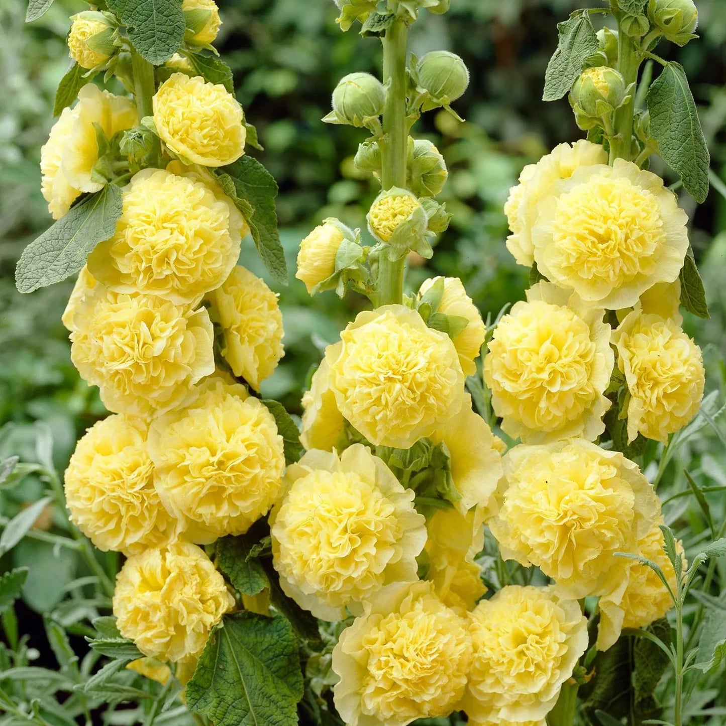 Double Hollyhock Seeds