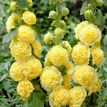Double Hollyhock Seeds
