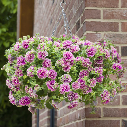 Flowers Seeds Petunia Pirouette Mix F1