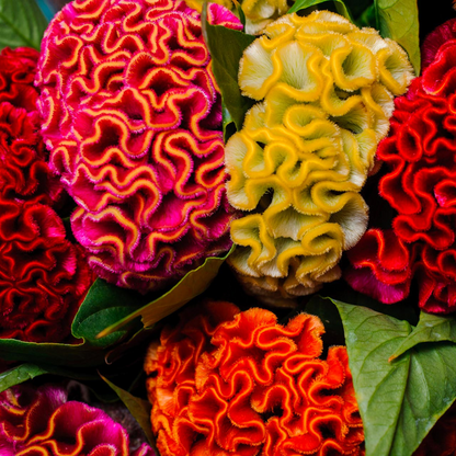 Dwarf Coral Garden Mix Cockscomb