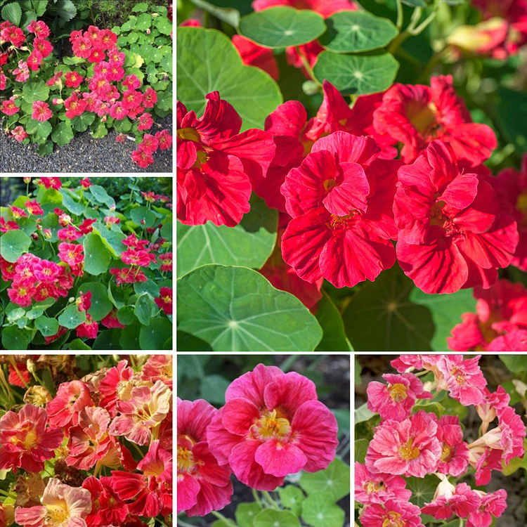 Nasturtium Seeds– Decor Flower for Salads & Garden Color🌼