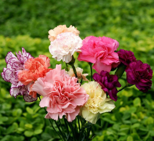 Double Carnation Seeds Mixed Color