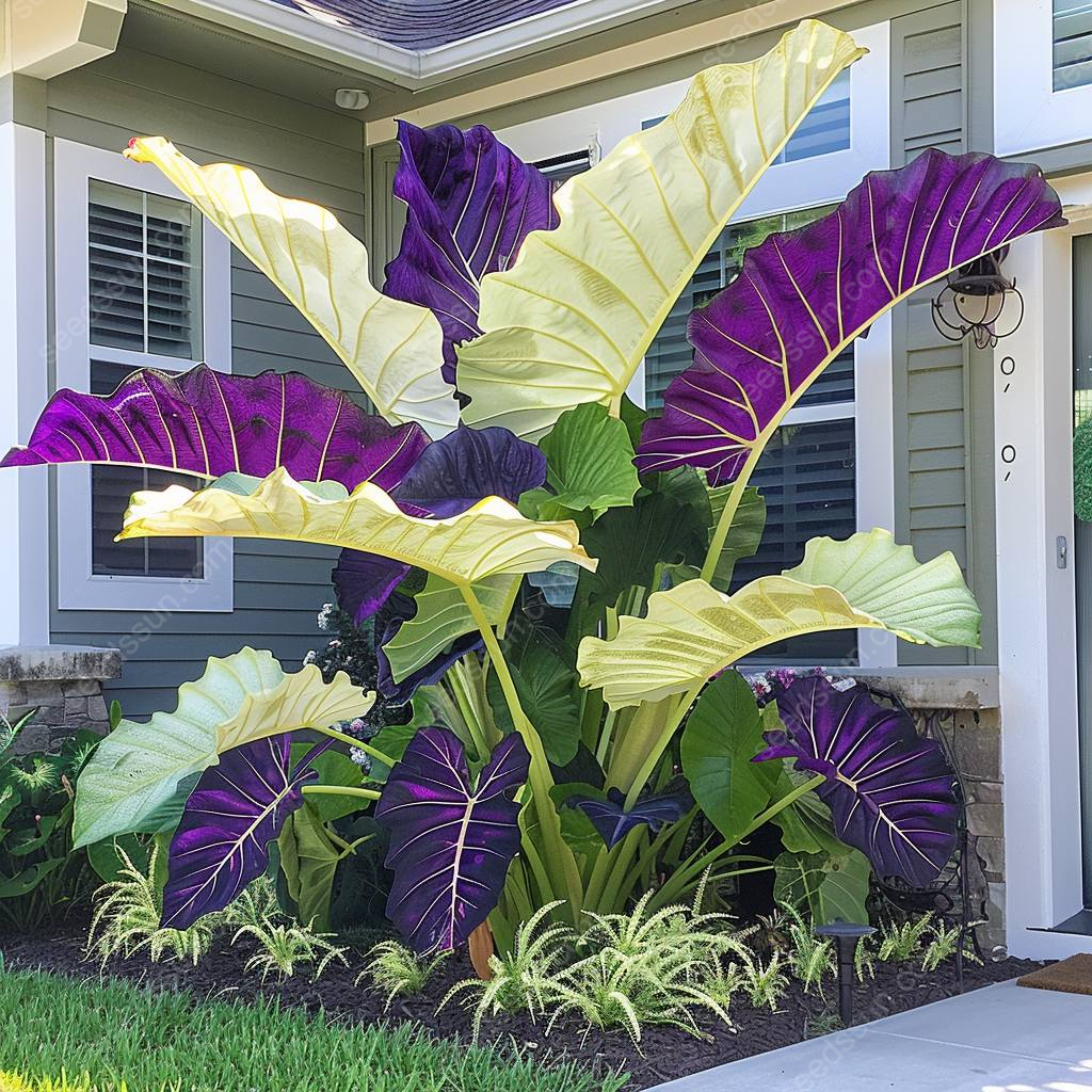 Red&Green Giant Caladium Bulbs