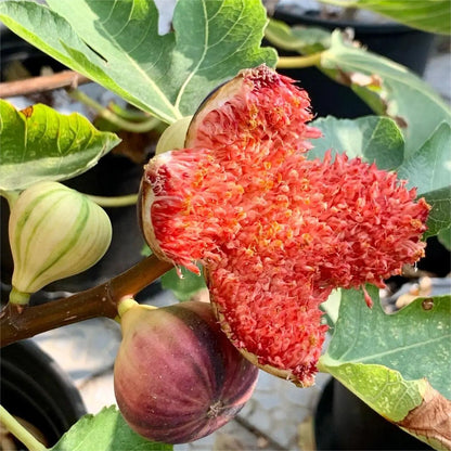 Rainbow Figs Seeds