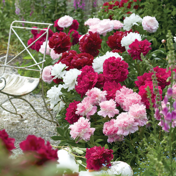 Peony Seeds Mix Colors