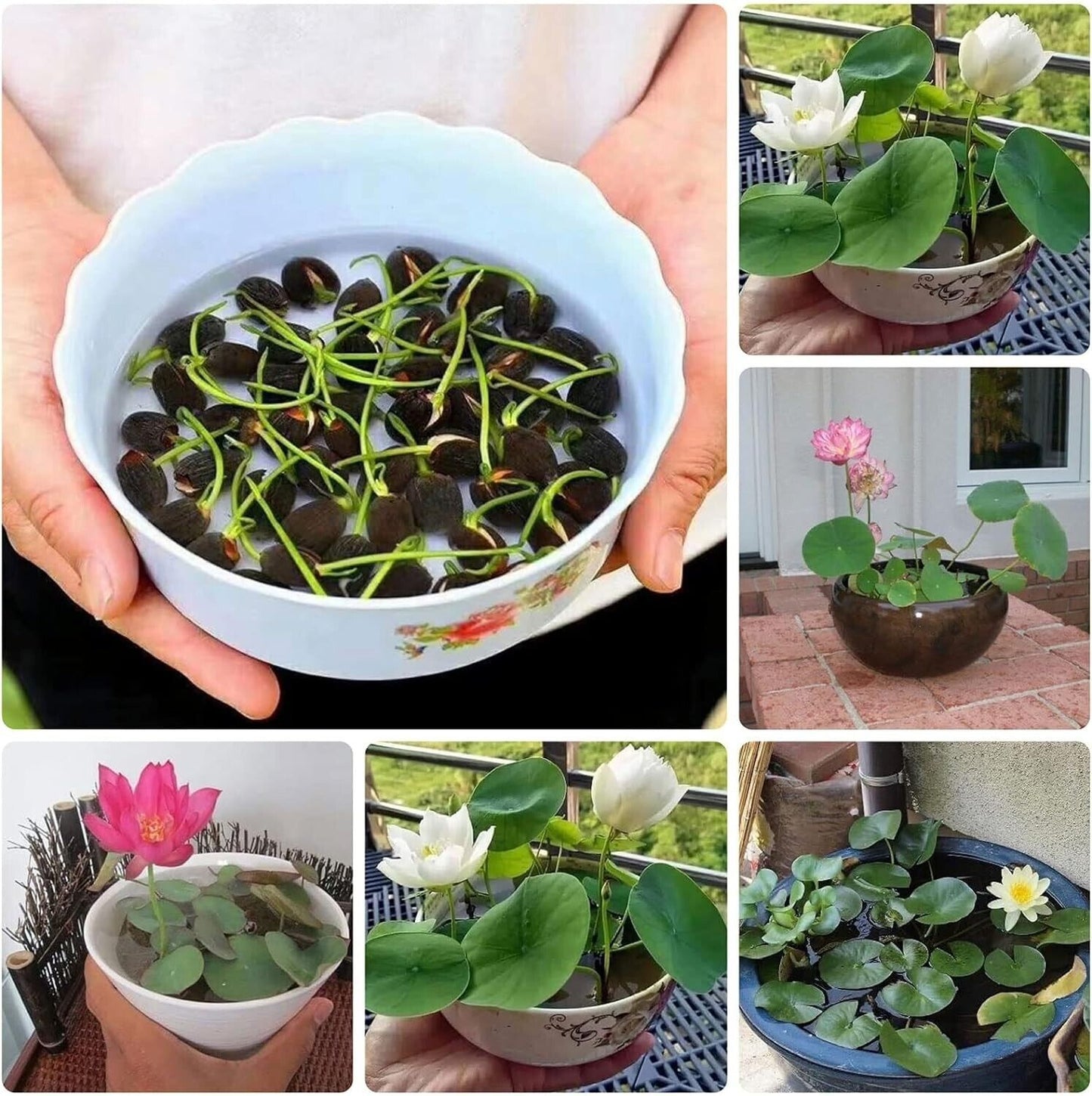 💖💖 The Premium Bonsai Lotus Flower Seeds - Non-GMO Heirloom Water Garden Plant