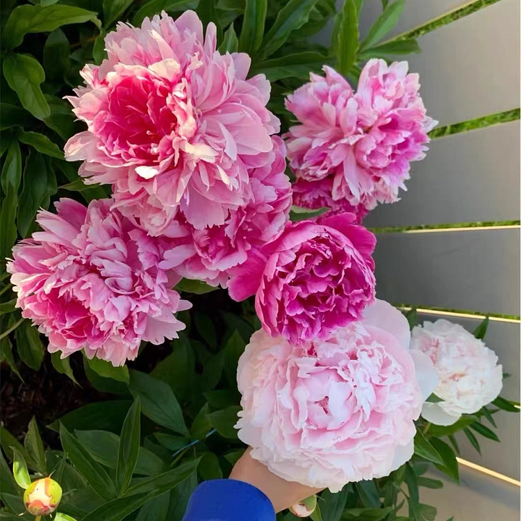 Peony Seeds Mix Colors