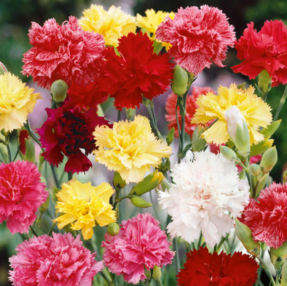 Double Carnation Seeds Mixed Color