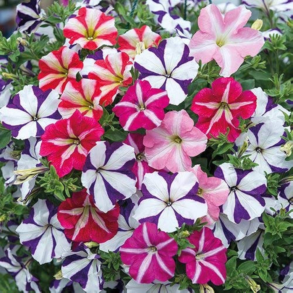 Ultra Star Mixed Hanging Petunia Seeds