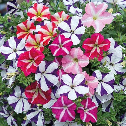 Ultra Star Mixed Hanging Petunia Seeds