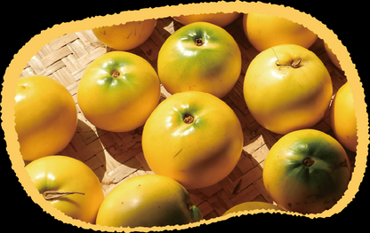 Golden Fruit Seeds - Abiu Fruit-Pouteria Caimito