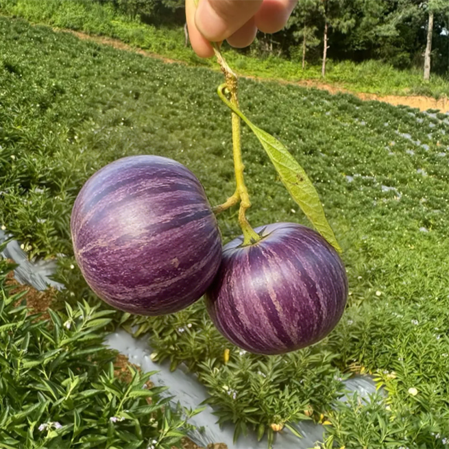 Purple Pepino fruit cut open to show pale juicy flesh